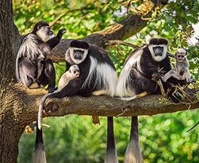 Arusha National Park