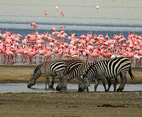 Lake Manyara Safari