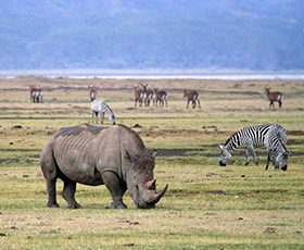 Ngorongoro Safari