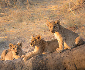 Ruaha National Park
