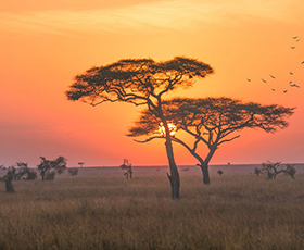 Serengeti Safari