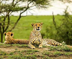Tarangire National Park